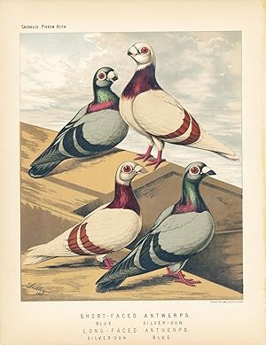 Seller image for Cassell's Pigeon Book - "Short-Faced Antwerps. Blue, Silver-Dun; Long-Faced Antwerps. Silver-Dun, Blue" Pigeons for sale by The Kelmscott Bookshop, ABAA