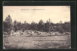 Carte postale Casteljaloux, Les Moutons dans la lande