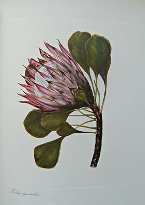 More Cape Flowers By a Lady - The Paintings of Arabella Roupell