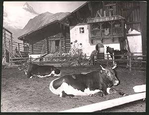 Fotografie Berlin, Grüne Woche 1939, Almbauernhof mit Kühen und Pferden aus dem Stubaital