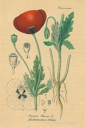 HEILPFLANZEN. - Mohn. "Papaver Rhoeas. Klatschrosen-Mohn". Klatschmohn.