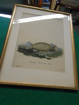 Imagen del vendedor de Monodon monoceros Linn. (Narwal). Altkolorierter Original- Kupferstich. a la venta por Galerie  Antiquariat Schlegl