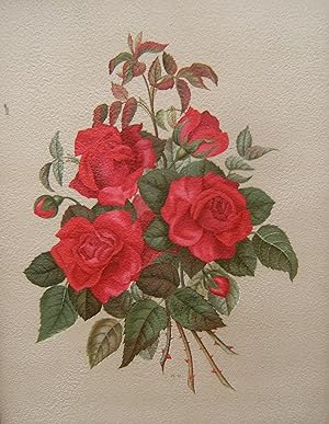 Le Livre d'Or des Roses : Iconographie, Histore et Culture de La Rose