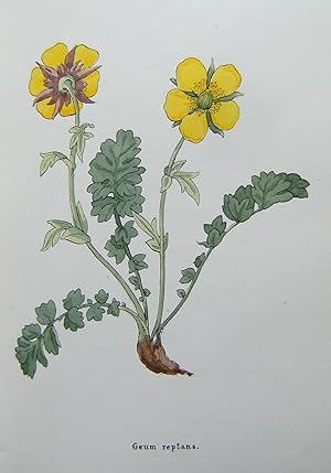 Flowers of the Engadine, Drawn From Nature