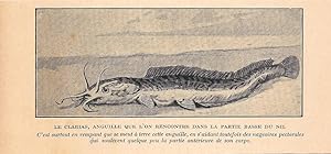 Seller image for Le Clarias, anguille que l'on rencontre dans le partie bas du Nile. Stampa 1923 for sale by libreria biblos