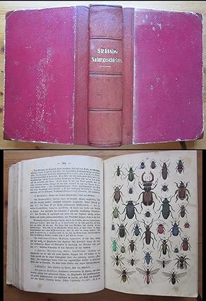 Bild des Verkufers fr Handbuch der Naturgeschichte aller drei Reiche. Fr die Jugend beiderlei Gescvhlechts. zum Verkauf von Antiquariat Roland Ggler