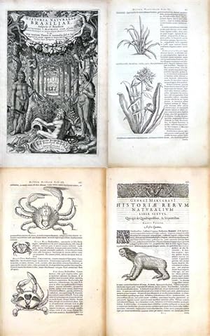 Historia naturalis Brasiliae. in qua non tantum Plantae et Animalia sed et Indigenarum morbi, ing...
