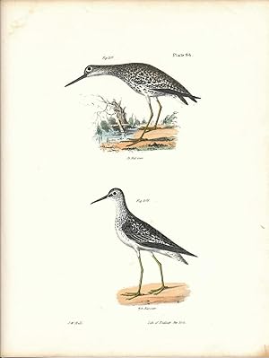 Bird print - Plate 94 from Zoology of New York, or the New-York Fauna. Part II Birds