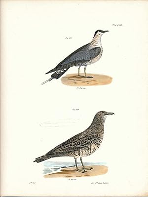 Image du vendeur pour Bird print - Plate 133 from Zoology of New York, or the New-York Fauna. Part II Birds mis en vente par The Kelmscott Bookshop, ABAA