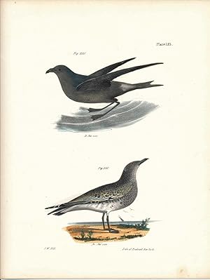 Image du vendeur pour Bird print - Plate 135 from Zoology of New York, or the New-York Fauna. Part II Birds mis en vente par The Kelmscott Bookshop, ABAA