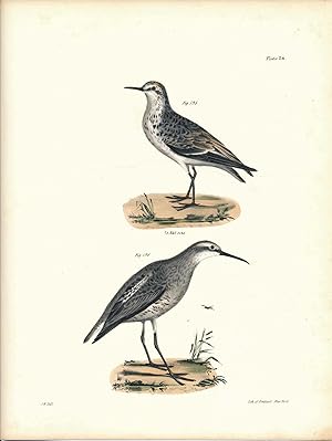 Image du vendeur pour Bird print - Plate 86 from Zoology of New York, or the New-York Fauna. Part II Birds mis en vente par The Kelmscott Bookshop, ABAA