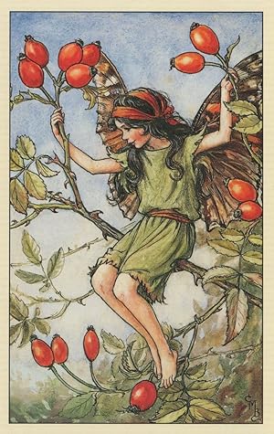 Bild des Verkufers fr The Rose Hip Fairy Flower Vintage Book Illustration Postcard zum Verkauf von Postcard Finder