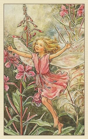 Bild des Verkufers fr Rose Bay Willow Herb Fairy Fairies Old Book Stunning Postcard zum Verkauf von Postcard Finder