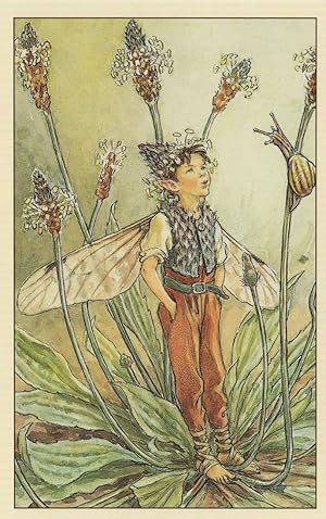 The Ribwort Plantain Fairy 1940s Book Stunning Postcard