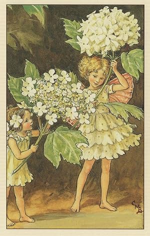 Bild des Verkufers fr Guelder Rose Fairy From WW2 Fairies Book Stunning Postcard zum Verkauf von Postcard Finder