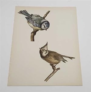 Blue Tit & Crested Tit (1959 Colour Lithograph, Vintage Bird Print)