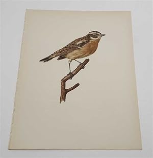 Seller image for The Whinchat (1959 Colour Lithograph, Vintage Bird Print) for sale by Maynard & Bradley