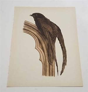 Seller image for The Swift (1959 Colour Lithograph, Vintage Bird Print) for sale by Maynard & Bradley