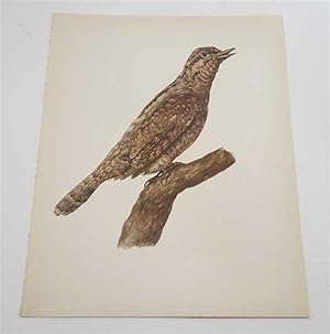 Seller image for The Wryneck (1959 Colour Lithograph, Vintage Bird Print) for sale by Maynard & Bradley