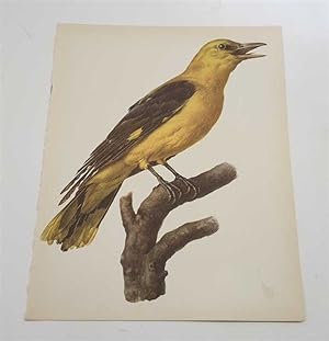 Seller image for The Golden Oriole (1959 Colour Lithograph, Vintage Bird Print) for sale by Maynard & Bradley