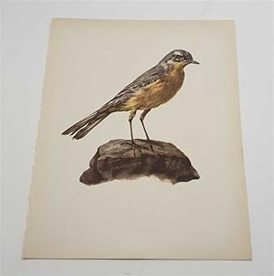 Seller image for The Yellow Wagtail (1959 Colour Lithograph, Vintage Bird Print) for sale by Maynard & Bradley