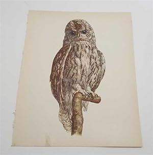 Seller image for The Tawny Owl (1959 Colour Lithograph, Vintage Bird Print) for sale by Maynard & Bradley