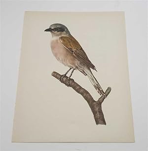 Seller image for The Red-Backed Shrike (1959 Colour Lithograph, Vintage Bird Print) for sale by Maynard & Bradley