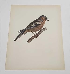 Seller image for The Chaffinch (1959 Colour Lithograph, Vintage Bird Print) for sale by Maynard & Bradley