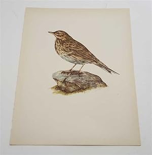 Seller image for The Tree Pipit (1959 Colour Lithograph, Vintage Bird Print) for sale by Maynard & Bradley