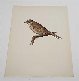 Seller image for The Common Whitethroat (1959 Colour Lithograph, Vintage Bird Print) for sale by Maynard & Bradley