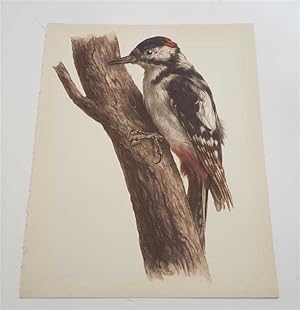 Seller image for The Greater Spotted Woodpecker (1959 Colour Lithograph, Vintage Bird Print) for sale by Maynard & Bradley