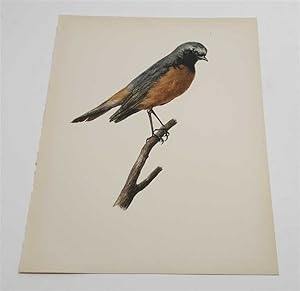 Seller image for The Redstart (1959 Colour Lithograph, Vintage Bird Print) for sale by Maynard & Bradley