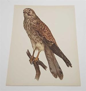 Seller image for The Kestrel (1959 Colour Lithograph, Vintage Bird Print) for sale by Maynard & Bradley