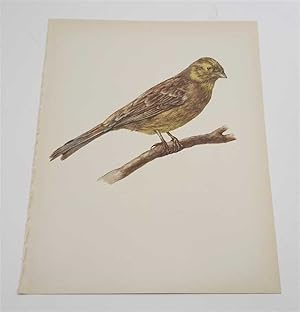 Seller image for The Yellowhammer (1959 Colour Lithograph, Vintage Bird Print) for sale by Maynard & Bradley