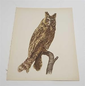 Seller image for The Long-Eared Owl (1959 Colour Lithograph, Vintage Bird Print) for sale by Maynard & Bradley