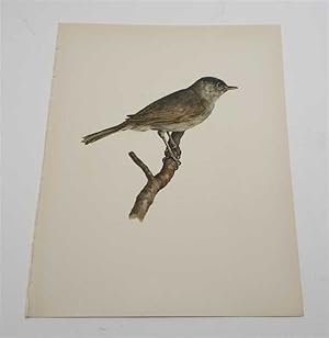 Seller image for The Blackcap (1959 Colour Lithograph, Vintage Bird Print) for sale by Maynard & Bradley