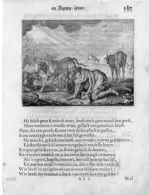 Antique Print-KING-ANIMAL-COWS-EATING GRASS-Cats-1656