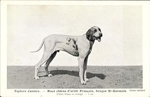 Ansichtskarte / Postkarte Hunderasse, Espèces Canines, Race chiens d'arret Francais, Braque St. G...