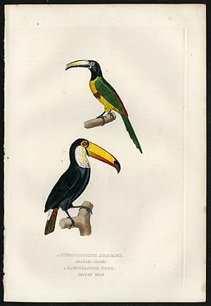 Antique Print-BLACK NECKED ARACARI-TUCAN-Drapiez-1853