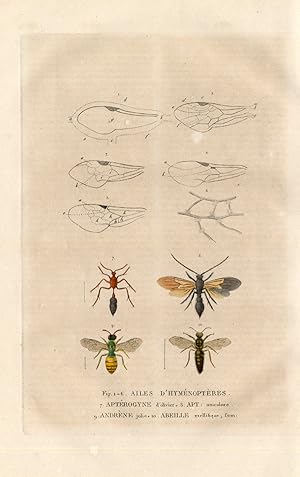 Antique Insects Print-ANT-BEE-WASP-WINGS-Drapiez-1853