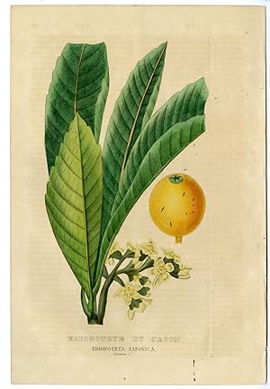 Antique Botanical Print-LOQUAT-FRUIT-TREE-Drapiez-1853