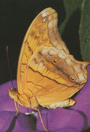 Vindula Arsinoe Cruiser Butterfly Postcard