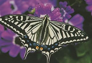 Papilio Xuthus Asian Swallowtail Butterfly Postcard