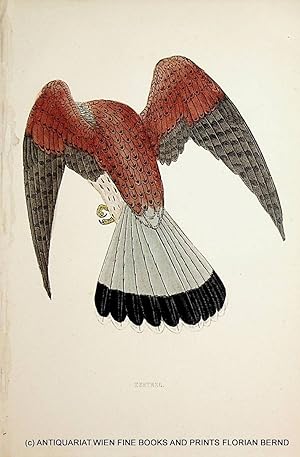 Kestrel / Common kestrel / Falco tinnunculus / Turmfalke