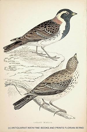 Lapland Bunting / Lapland longspur / Calcarius lapponicus / Spornammer