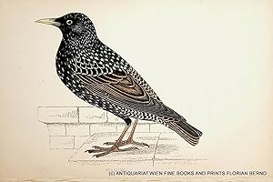 Starling / Common starling, European starling / Sturnus vulgaris / Star, Gemeiner Star