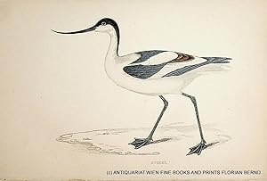 Avocet / Pied avocet / Recurvirostra avosetta / Säbelschnäbler