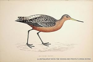 Bar-tailed Godwit / Bar-tailed godwit / Limosa lapponica / Pfuhlschnepfe