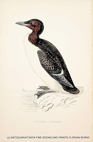 Brunnich's Guillemot / Thick-billed murre or Brünnich's guillemot / Uria lomvia / Dickschnabellumme