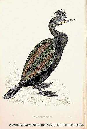 Green Cormorant / European Shag / Phalacrocorax aristotelis / Krähenscharbe